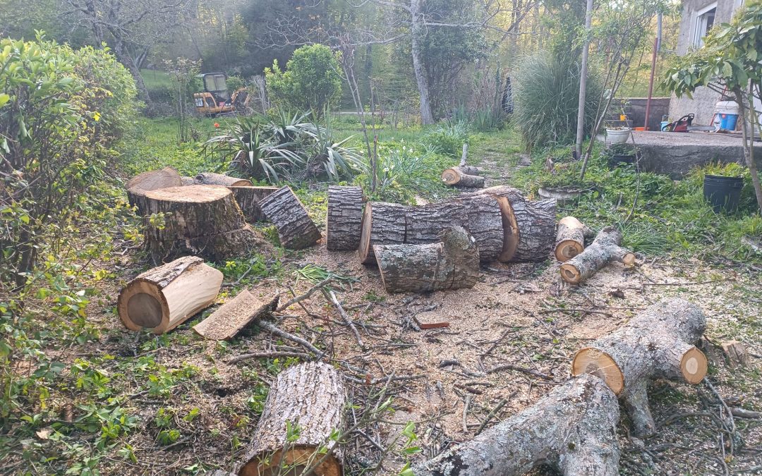 Uklanjanje suhog oraha i jelse u Lopači