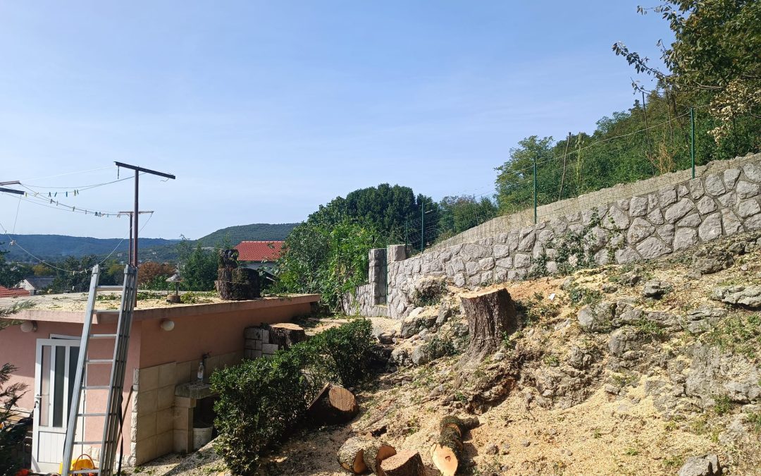Četiri naizgled lijepa i čvrsta klena u Dražicama bila su bolesna i kao takva predstavljala su opasnost za okolinu