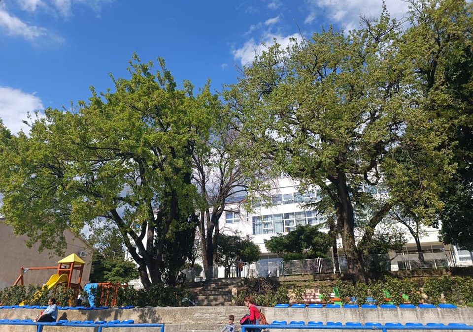 Orezivanje suhih grana u Novom Vinodolskom