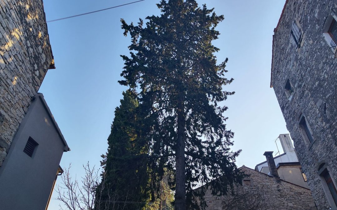 Piljenje bora i dva čempresa u Novigradu