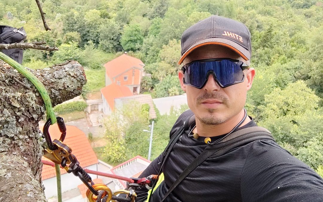 Orezivanje cedra u Triblju