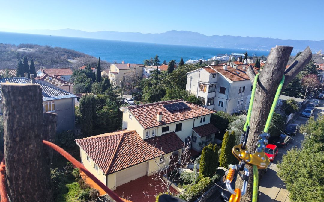 Orezivanje hrasta po želji vlasnika u Kostreni