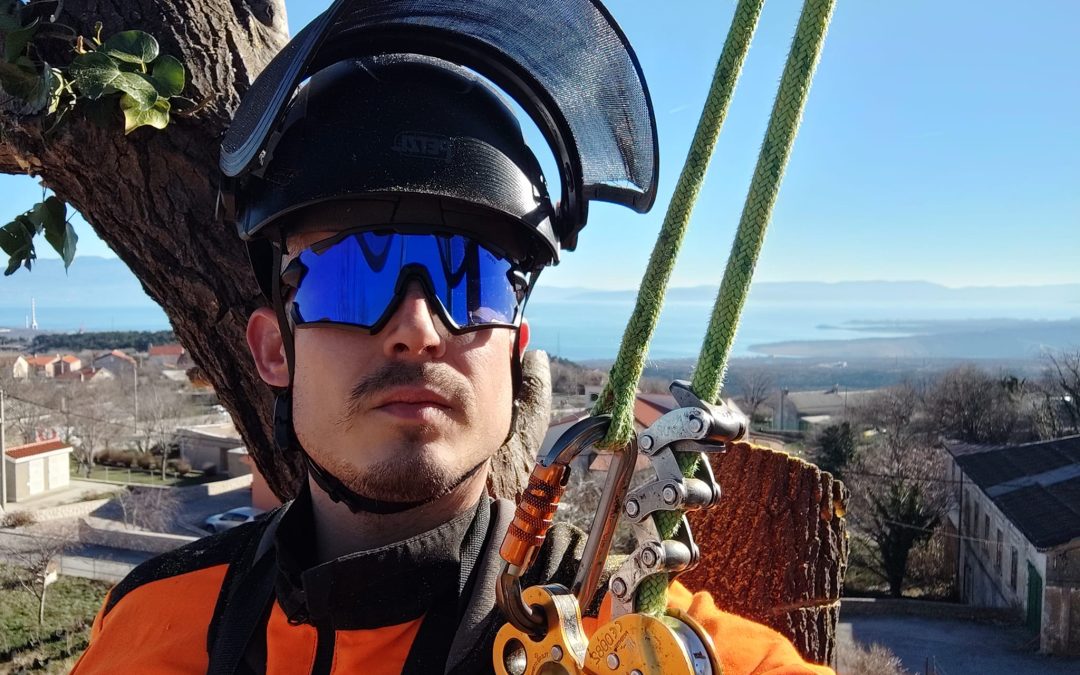 Orezivanje murve na Hreljinu