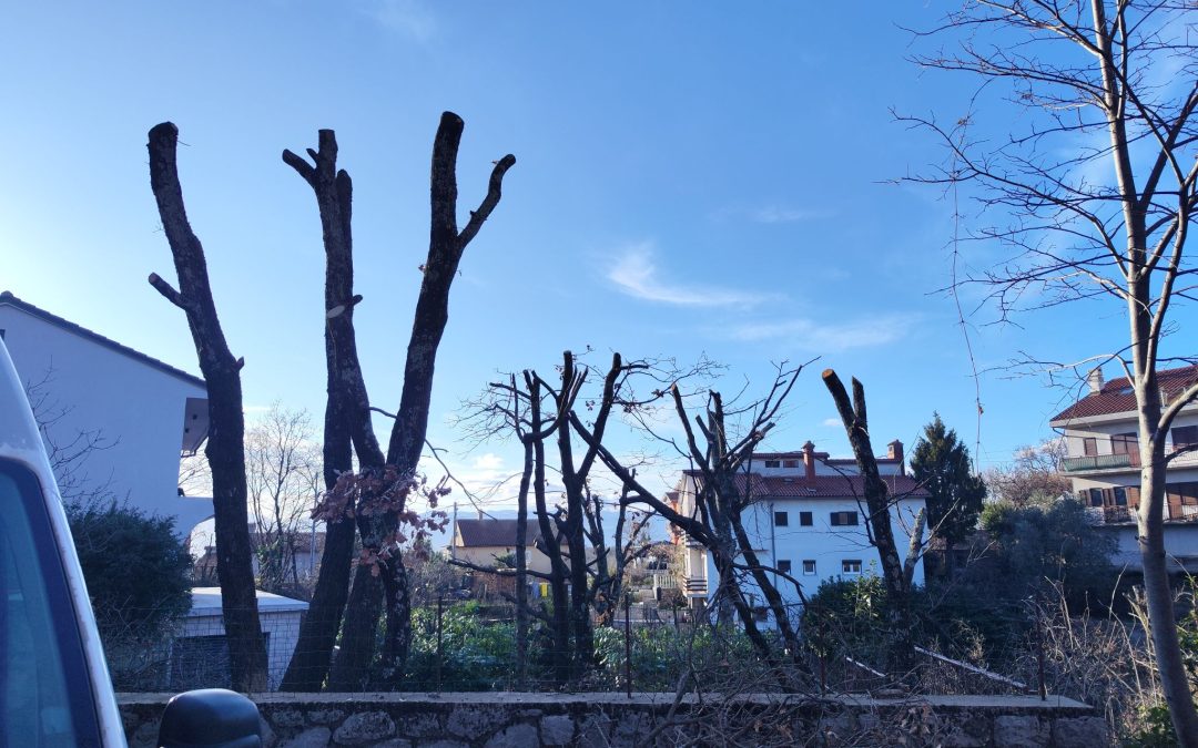 Orezivanje tridesetak stabala na Drenovi