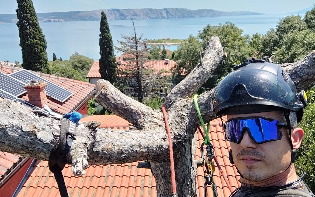 Piljenje bora i čempresa u Novom Vinodolskom