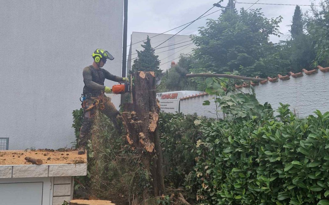 Piljenje čempresa u Selcima