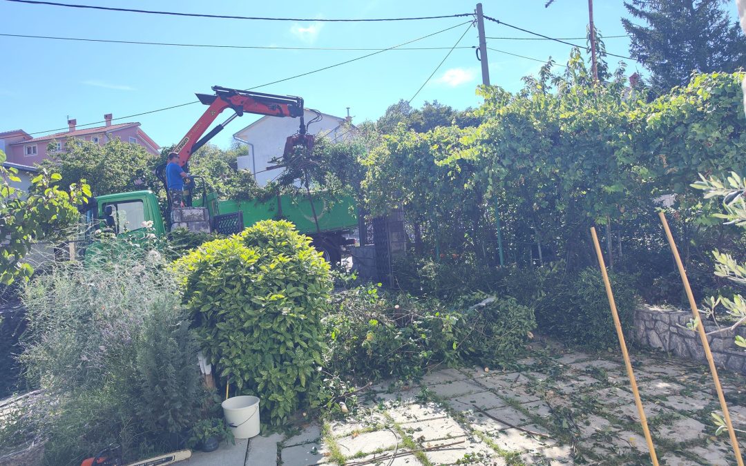 Piljenje lovora i trešnje na Vežici