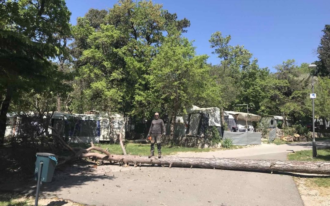 Piljenje, odvoz i čiščenje 60 stabala u kampu Oštro