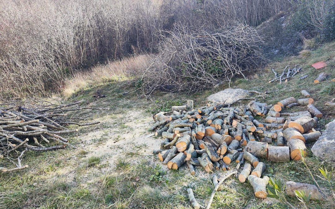 Piljenje tri jasena u Triblju