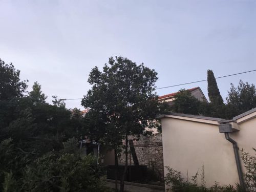 Akcija-uklanjanja-desetak-stabala-u-Novom-Vinodolskom-8
