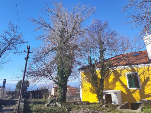 Orezivanje-murve-na-Hreljinu-1
