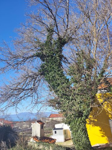 Orezivanje-murve-na-Hreljinu-2