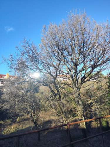 Orezivanje-tridesetak-stabala-na-Drenovi-1