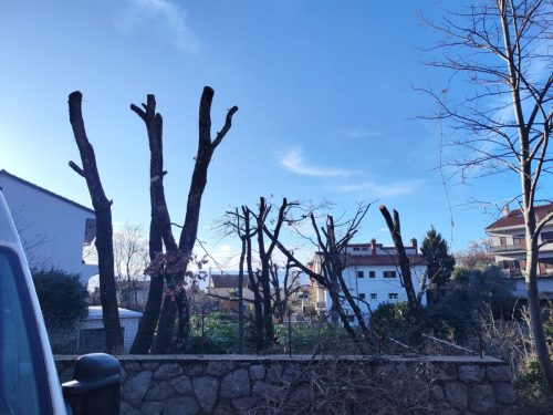 Orezivanje-tridesetak-stabala-na-Drenovi-4