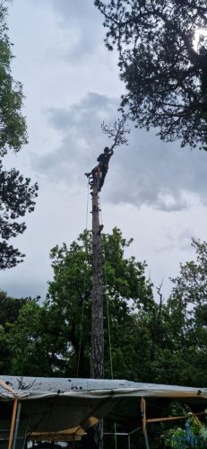 Piljenje-odvoz-i-ciscenje-60-stabala-u-kampu-Ostro-14
