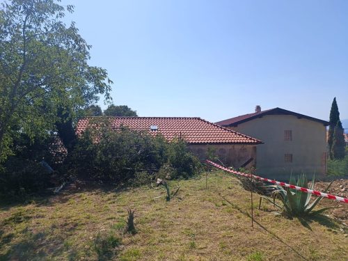 Piljenje-stabla-u-Kostreni-4