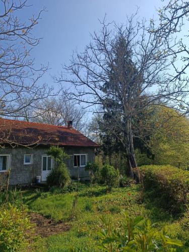 sigurno-uklanjane-piljenje-stabala-rijeka-lopača-1